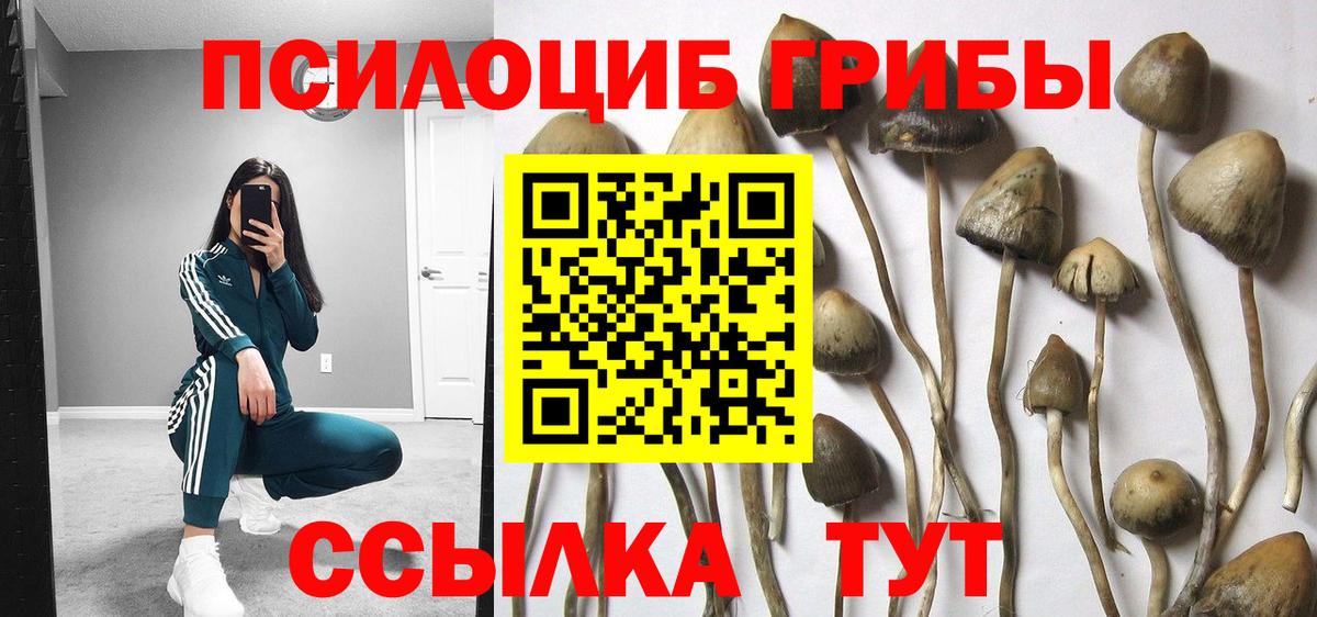 купить  сайты  Вход с VPN  Кызыл  Псилоцибиновые грибы мицелий 